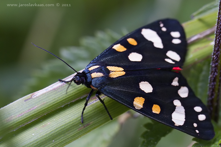 Přástevník hluchavkový (Callimorpha dominula), Hradišťany