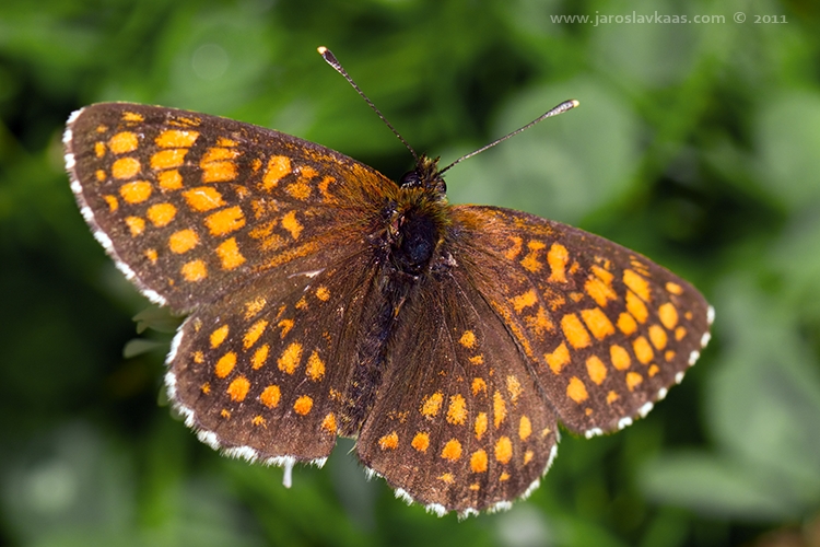 Hnědásek jitrocelový - samec (Melitaea athalia - male), Hradišťany