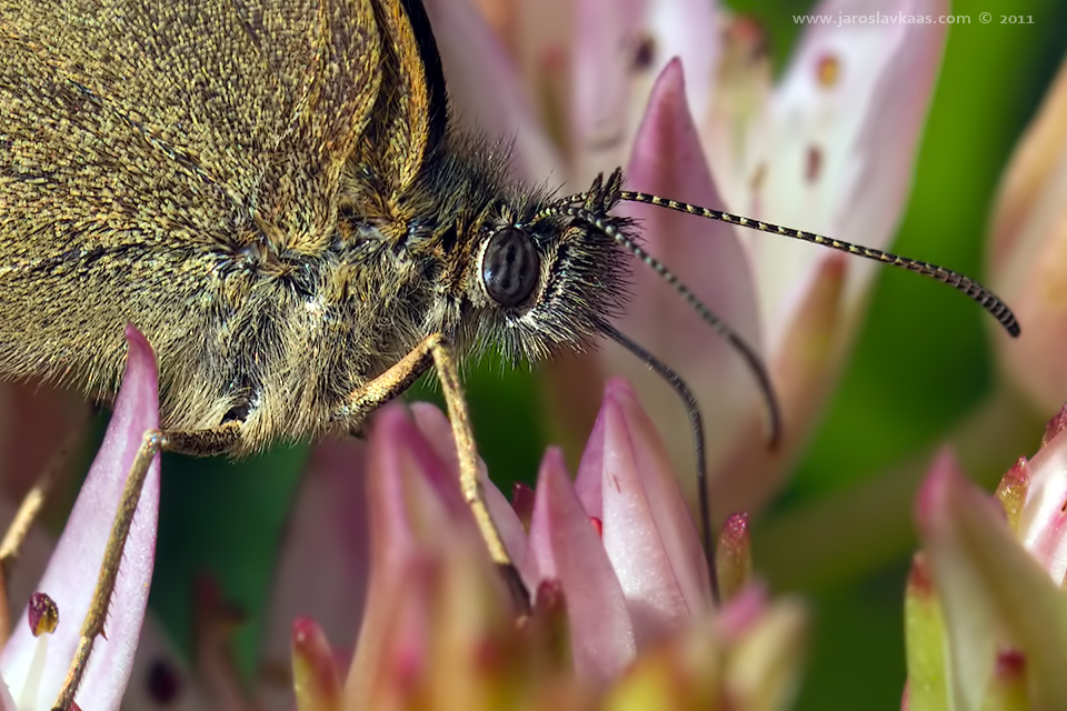 Okáč prosíčkový (Aphantopus hyperantus), Hradišťany