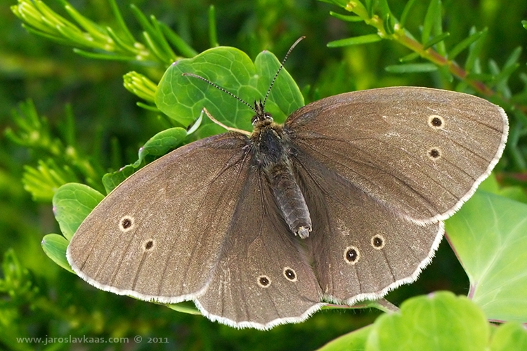 Okáč prosíčkový - samice (Aphantopus hyperantus - female), Hradišťany