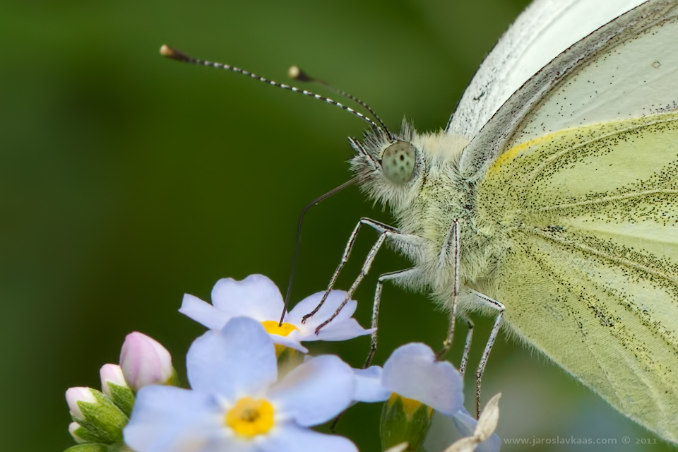 Bělásek řepkový (Pieris napi), Hradišťany