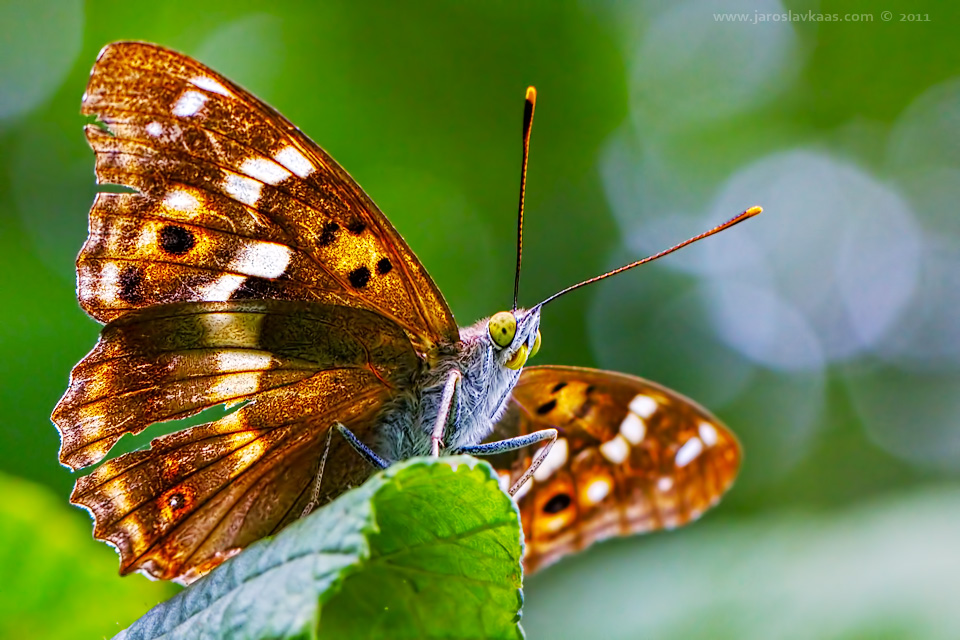 Batolec červený - samec (Apatura ilia f. clytie - male), Hradišťany