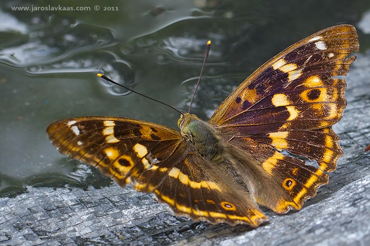 Batolec červený - samec (Apatura ilia f. clytie - male), Hradišťany