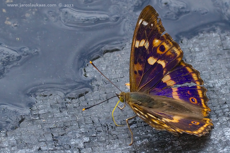 Batolec červený - samec (Apatura ilia f. clytie - male), Hradišťany