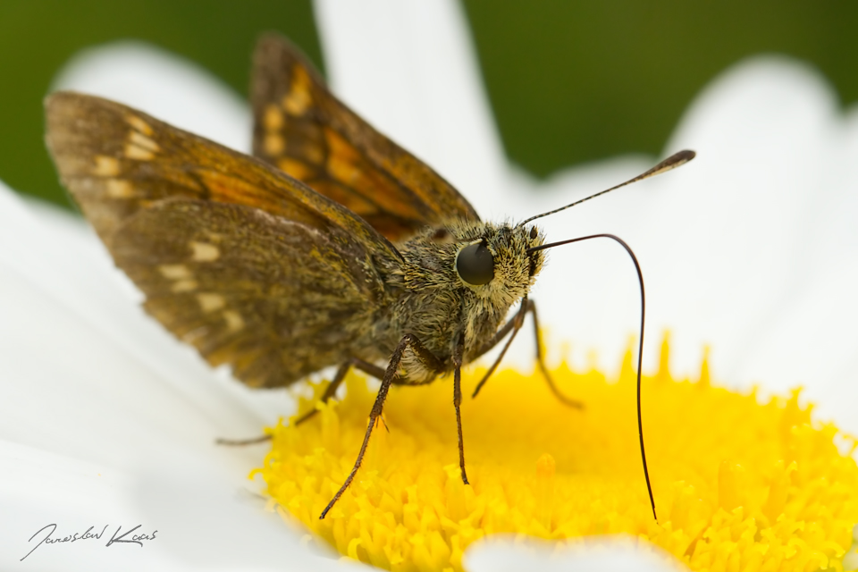 Soumračník rezavý - samice (Ochlodes sylvanus - female), Hradišťany