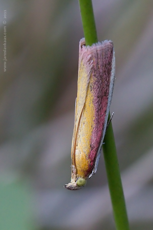 Zavíječ červenožlutý (Oncocera semirubella), Staňkov - Krchleby