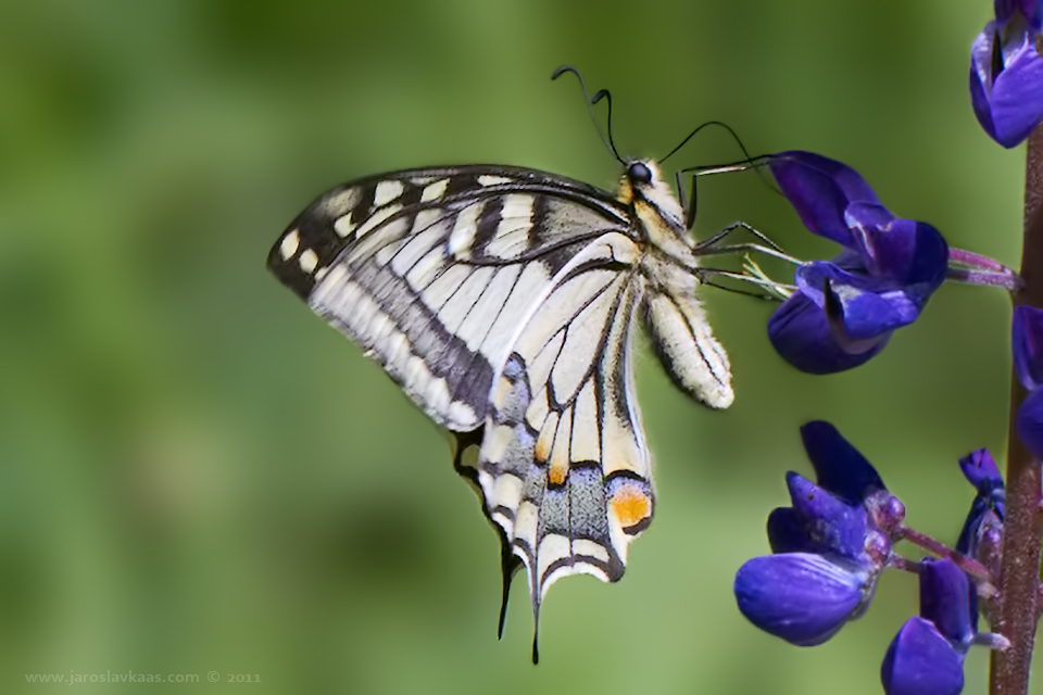 Otakárek fenyklový - samice (Papilio machaon - female), Staňkov - Krchleby