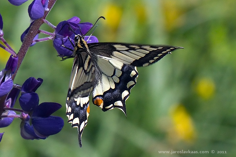 Otakárek fenyklový - samice (Papilio machaon - female), Staňkov - Krchleby