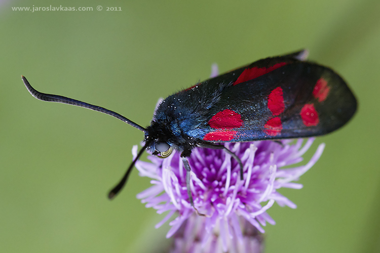 Vřetenuška obecná (Zygaena filipendulae), Staňkov - Krchleby