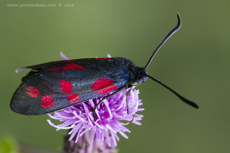 Vřetenuška obecná (Zygaena filipendulae), Staňkov - Krchleby