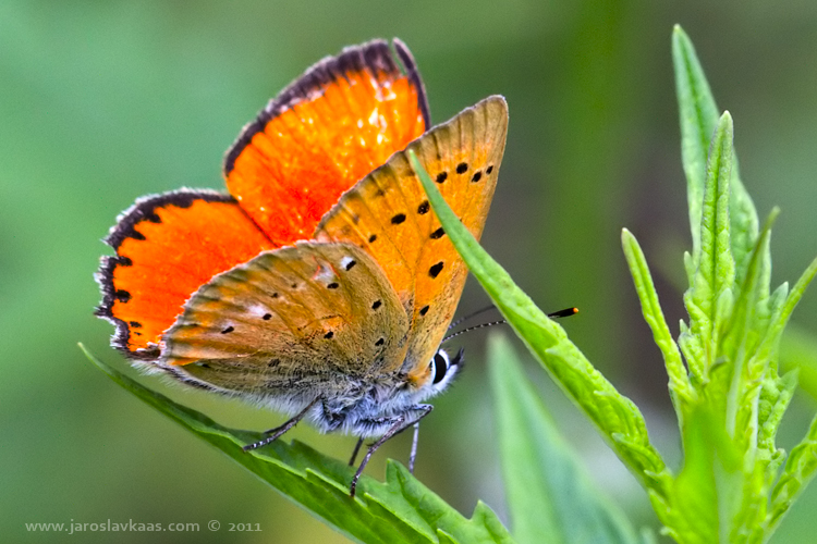 Ohniváček celíkový - samec (Lycaena virgaureae - male), Staňkov - Krchleby