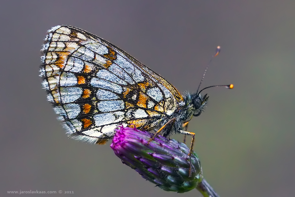 Hnědásek jitrocelový - samice (Melitaea athalia - female), Staňkov - Krchleby