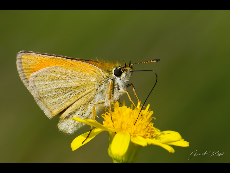 Soumračník čárečkovaný - samice (Thymelicus lineola - female), Plzeň, Radčický les