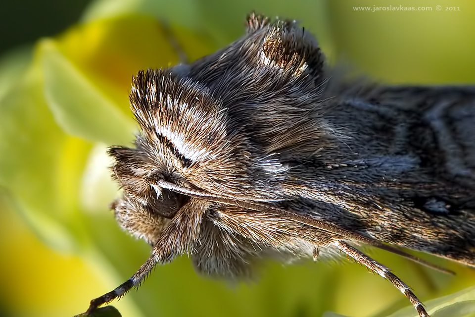 Jasnobarvec květelový (Calophasia lunula), Radčický les