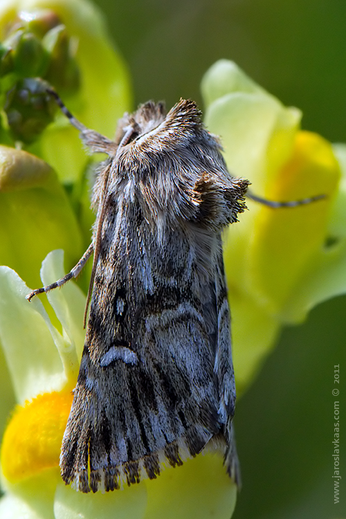 Jasnobarvec květelový (Calophasia lunula), Radčický les