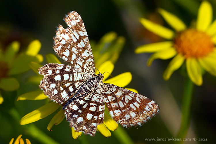 Kropenatec jetelový (Chiasmia clathrata), Radčický les