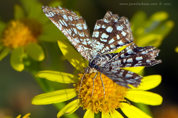 Kropenatec jetelový (Chiasmia clathrata), Radčický les