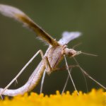 Pernatuška svlačcová (Emmelina monodactyla), Radčický les