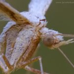 Pernatuška svlačcová (Emmelina monodactyla), Radčický les