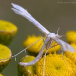 Pernatuška svlačcová (Emmelina monodactyla), Radčický les