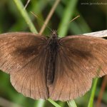 Okáč luční - samec (Maniola jurtina - male), Radčický les