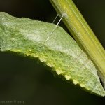 Otakárek fenyklový - kukla (Papilio machaon - pupa), Staňkov