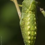 Otakárek fenyklový - kukla (Papilio machaon - pupa), Staňkov