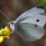 Bělásek řepový - samice (Pieris rapae - female), Nedražice