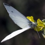 Bělásek řepový - samec (Pieris rapae - male), Nedražice