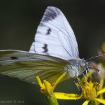 Bělásek řepkový - samice (Pieris napi - female), Nedražice