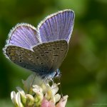 Modrásek jehlicový - samec (Polyommatus icarus - male), Nedražice