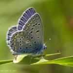 Modrásek jehlicový - samec (Polyommatus icarus - male), Nedražice