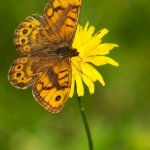 Okáč zední - samec (Lasiommata megera - male), Hradišťany