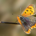 Ohniváček černokřídlý (Lycaena phlaeas), Staňkov