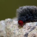 Běloskvrnáč pampeliškový - housenka (Amata phegea - caterpillar), Chlumská hora