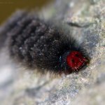 Běloskvrnáč pampeliškový - housenka (Amata phegea - caterpillar), Chlumská hora