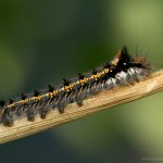 Bourovec trávový - housenka (Euthrix potatoria - caterpillar), Stod