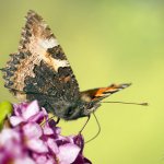 Babočka kopřivová (Aglais urticae urticae), Hradišťany