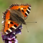 Babočka kopřivová (Aglais urticae urticae), Hradišťany