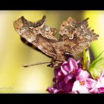 Babočka bílé C (Polygonia c-album c-album), Hradišťany