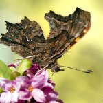 Babočka bílé C (Polygonia c-album c-album), Hradišťany