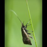 Adéla zelená - samice (Adela reaumurella - female), Chlumská hora