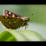 Soumračník jitrocelový - samice (Carterocephalus palaemon - female), Hradišťany