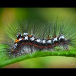 Bekyně pižmová - housenka (Euproctis similis - caterpillar), Nedražice