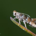 Klíněnka jírovcová (Cameraria ohridella), Hradišťany