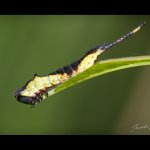 Hranostajník vrbový - housenka (Cerura vinula - caterpillar), Staňkov - Krchleby