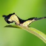 Hranostajník vrbový - housenka / Cerura vinula - caterpillar / Puss Moth, Staňkov - Krchleby