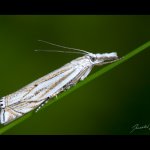 Travařík obecný (Crambus lathoniellus), Hradišťany