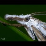 Travařík obecný (Crambus lathoniellus), detail, Hradišťany