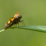 Soumračník jitrocelový - samec (Carterocephalus palaemon - male), Chlumská hora